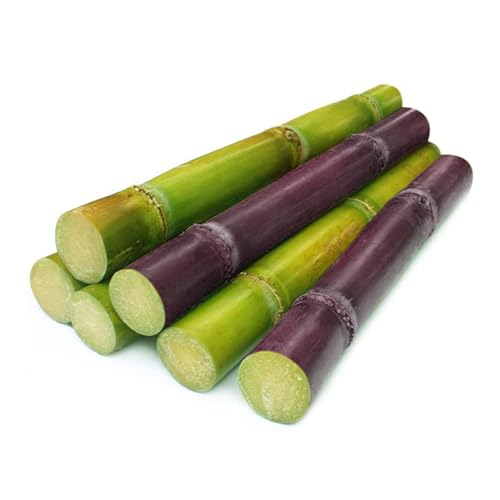 SUGARCANE