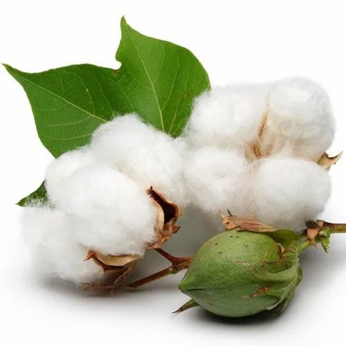 COTTON